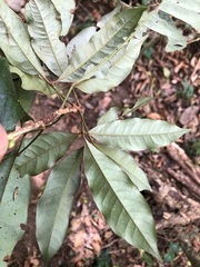 Heritiera trifoliolata