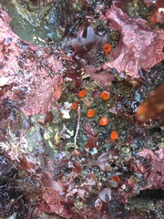 Balanophyllia elegans