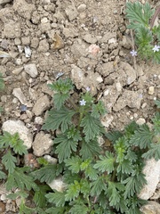 Glandularia quadrangulata
