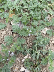 Glandularia quadrangulata