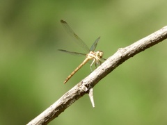 Dasythemis mincki