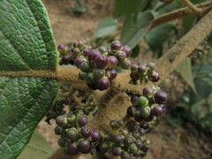 Callicarpa tomentosa
