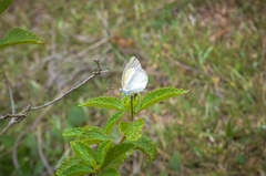 Eurema elathea