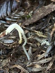 Clavaria falcata