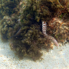 Gymnothorax nubilus