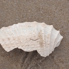 Cyrtopleura costata