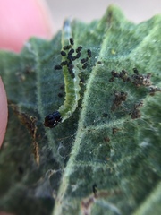 Haritalodes derogata