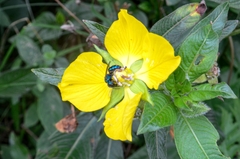 Calloceratina