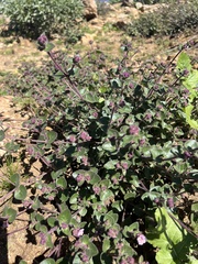 Mirabilis