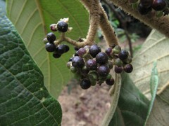 Callicarpa tomentosa