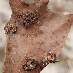 Polystepha symmetrica