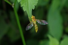 Hybobathus phaeopterus