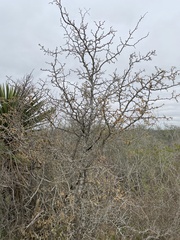 Vachellia rigidula