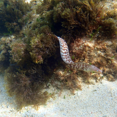 Gymnothorax nubilus