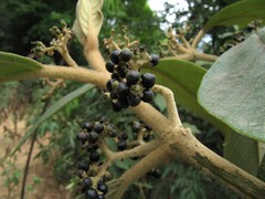 Callicarpa tomentosa