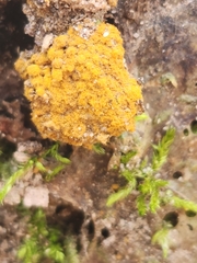 Hemitrichia serpula