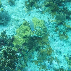 Porites astreoides