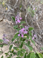 Aloysia macrostachya