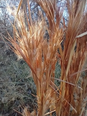 Andropogon glomeratus