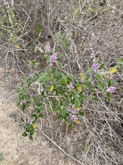 Aloysia macrostachya