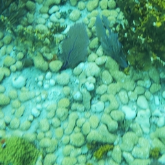 Porites porites