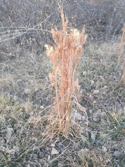 Andropogon glomeratus