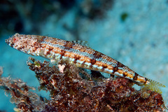 Synodus dermatogenys