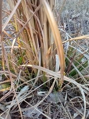 Andropogon glomeratus