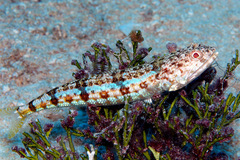 Synodus dermatogenys