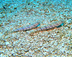 Synodus dermatogenys