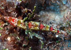 Synodus rubromarmoratus