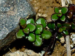 Veronica decora