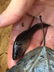 Aphredoderus sayanus