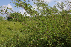 Haematoxylum brasiletto