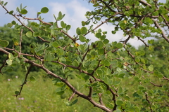 Haematoxylum brasiletto