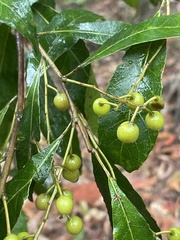 Elaeocarpus reticulatus
