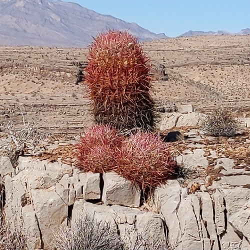 California Barrel Cactus (Ferocactus cylindraceus)