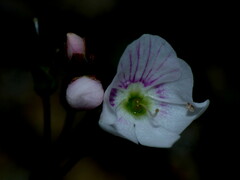 Veronica decora