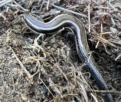 Plestiodon skiltonianus skiltonianus