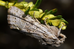 Ichneutica sistens