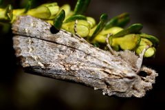 Ichneutica sistens