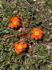 Hypseocharis pimpinellifolia