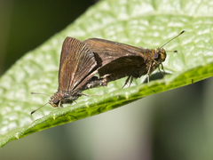 Hesperiidae