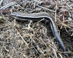 Plestiodon skiltonianus skiltonianus