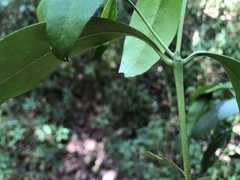 Baloghia inophylla