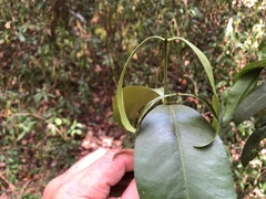 Baloghia inophylla