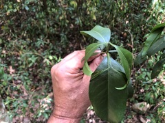 Baloghia inophylla