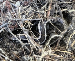 Plestiodon skiltonianus skiltonianus