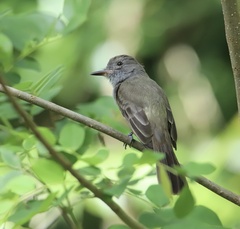 Myiarchus panamensis