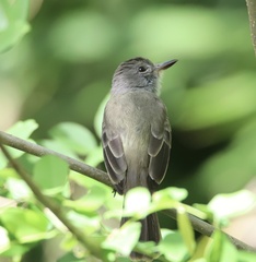 Myiarchus panamensis